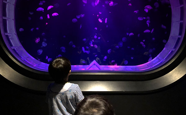 子供と遊ぶ / 06. 隣町の釧路に水族館ができたっぽいので行ってきた話。