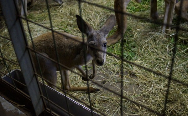 おびひろ動物園のニッチな楽しみ方「動物園は、夜が面白い。」