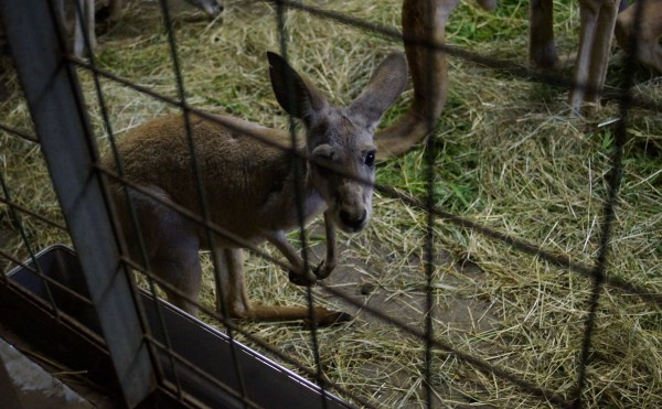 おびひろ動物園のニッチな楽しみ方「動物園は、夜が面白い。」