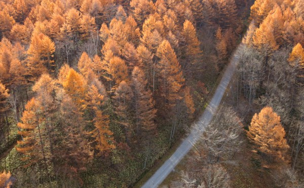 山奥で、人知れず輝くカラマツ「オサルシナイ 黄金の落葉松紅葉」（音更町）