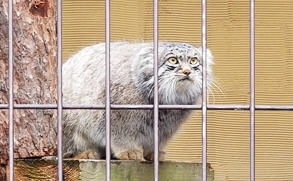 眼光鋭いモフモフ！旭山動物園（旭川市）の『マヌルネコ』グルーシャに会いに行った話