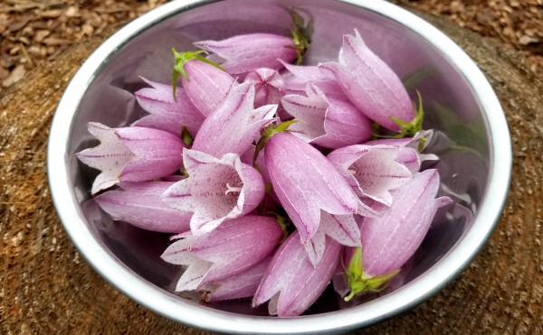 庭の花『ホタルブクロ』って食べられるの？昨日まで観賞用だった花をサラダにしてみたょ！