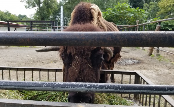 北海道に2頭だけ！『アメリカバイソン』を見に『おびひろ動物園』に行ったょ