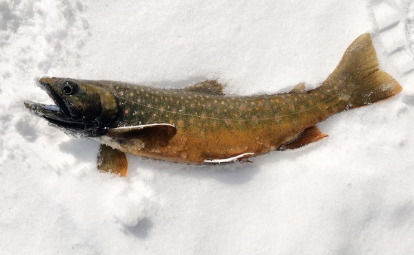 新たな冬の楽しみ発見！凍った然別湖で天然記念物ミヤベイワナを釣る！（360°動画付！）